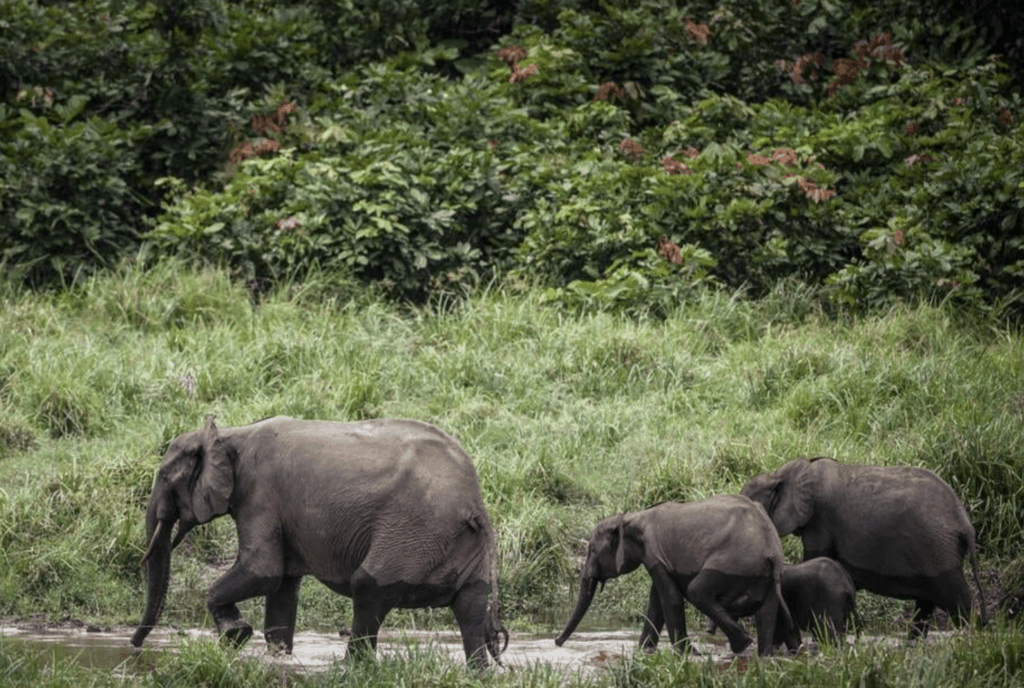 Eléphants de forêt photographiés 2019 au Gabon.