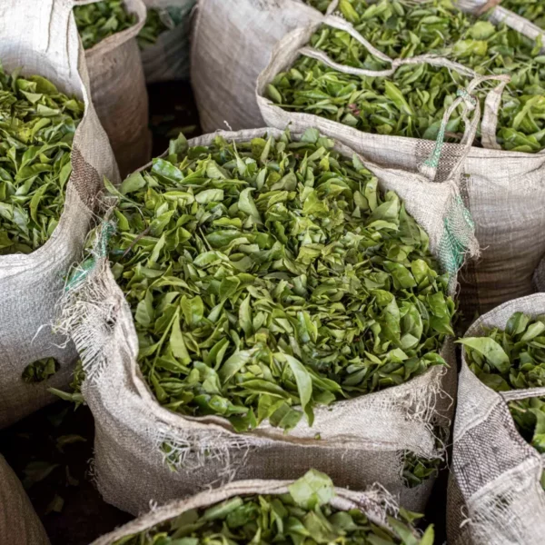 a guerre au Moyen-Orient bloque 24 millions de dollars de thé