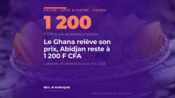Un panier de cabosses de cacao récoltées à Soubré, dans l'ouest de la Côte d'Ivoire, où le prix du cacao est fixé à 1 200 F CFA le kilo