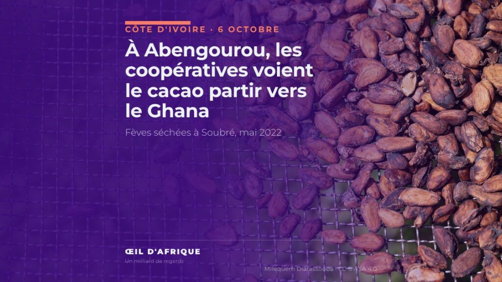Fèves de cacao séchées sur une claie à Soubré, en Côte d'Ivoire, illustration de la fuite du cacao vers le Ghana dénoncée à Abengourou