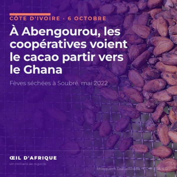 Fèves de cacao séchées sur une claie à Soubré, en Côte d'Ivoire, illustration de la fuite du cacao vers le Ghana dénoncée à Abengourou