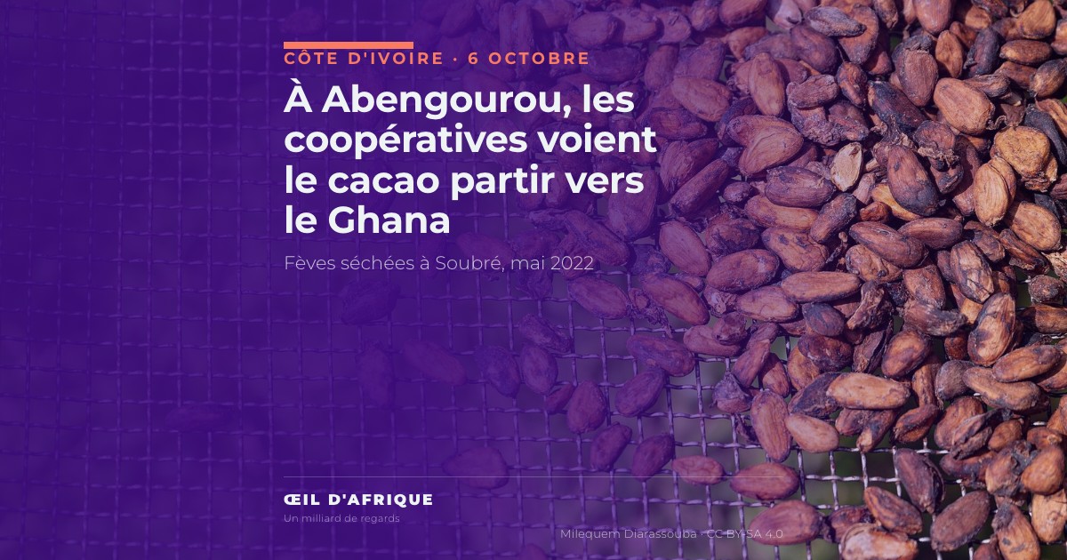 Fèves de cacao séchées sur une claie à Soubré, en Côte d'Ivoire, illustration de la fuite du cacao vers le Ghana dénoncée à Abengourou